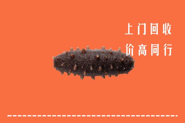 高价求购：泸西县回收海参